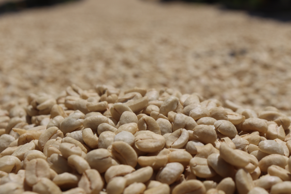 Keňa – Ibutiti Estate AA | Kvalitní káva pražená na filtr